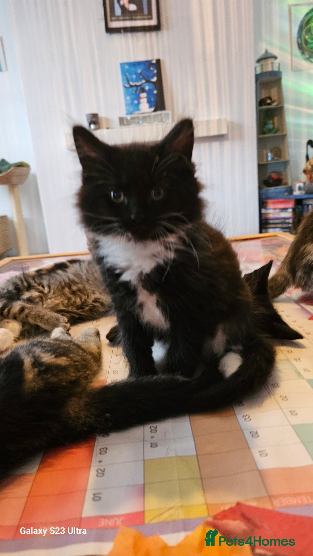 Mixed Breed cats for sale: Few lovely kittens ready for new lovely homes ! - Image 27
