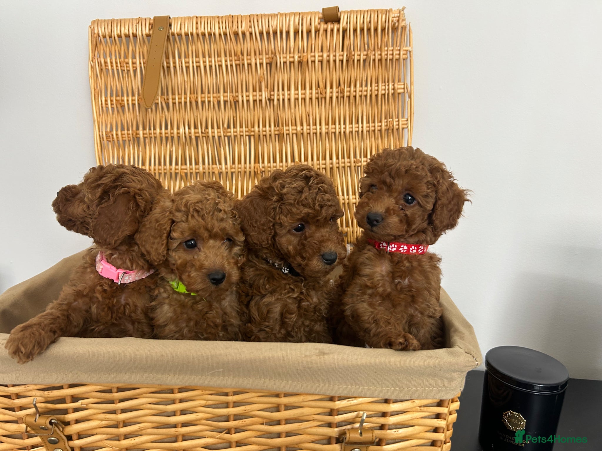 Miniature Poodle dogs 5⭐️Licenced Breeder, Kc Reg Miniature poodle  - Advert 2