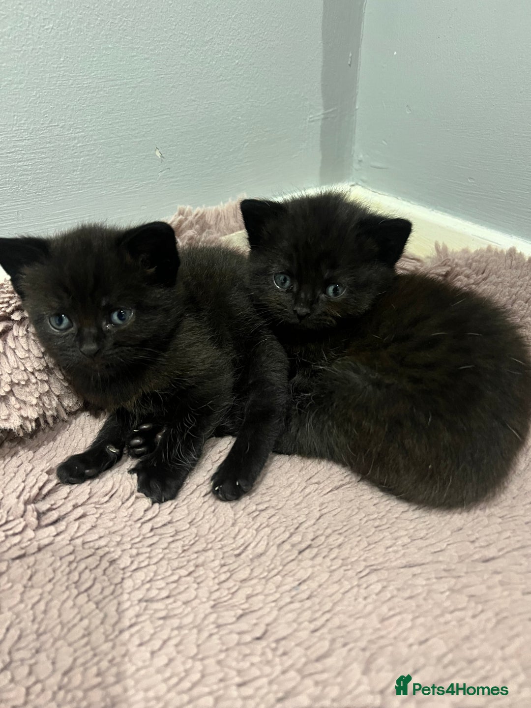 British Shorthair cats for sale: Beautiful British Shorthair Kittens  - Advert 14