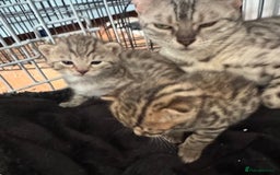 Bengal cats for sale: 4 Gorgeous Bengal Babies - Image 23