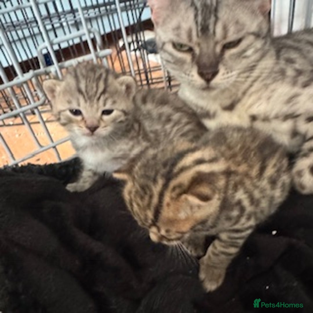Bengal cats for sale: 4 Gorgeous Bengal Babies - Image 23
