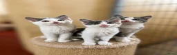 Mixed Breed cats for sale: Beautiful grey/white kittens 12 weeks - Advert 8