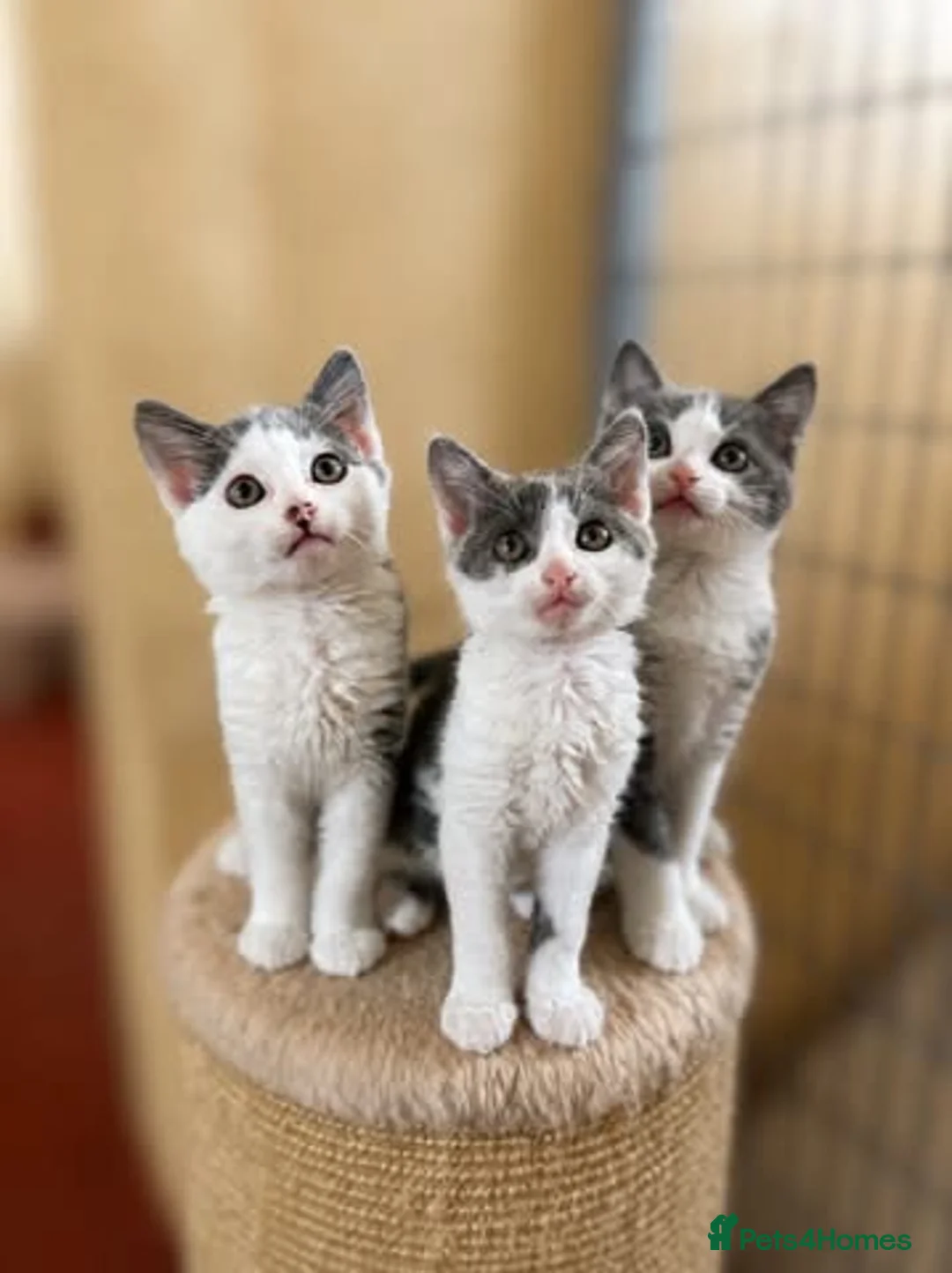 Mixed Breed cats for sale: Beautiful grey/white kittens 12 weeks - Advert 8