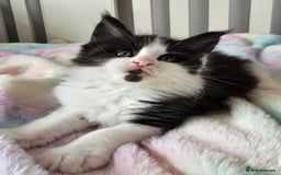 Maine Coon cats for sale: TICA registered pedigree Maincoon kittens - Image 6
