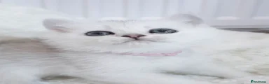 Tofu