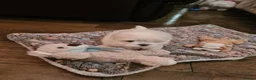Maltese dogs for sale: EXQUISITE 5STAR TOY MINIATURE KOREAN MALTESE PUPPY - Advert 10