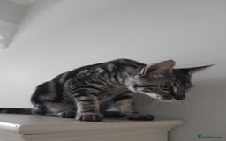 Savannah cats for sale: Full Pedigree & TICA Reg Marble Savannah Kitten - Image 5
