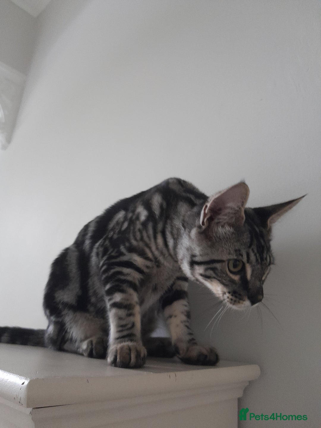 Savannah cats for sale: Full Pedigree & TICA Reg Marble Savannah Kitten - Image 5