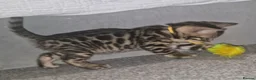 Bengal cats for sale: Supreme Apb Gene & Health Tested Bengal Kittens - Advert 7