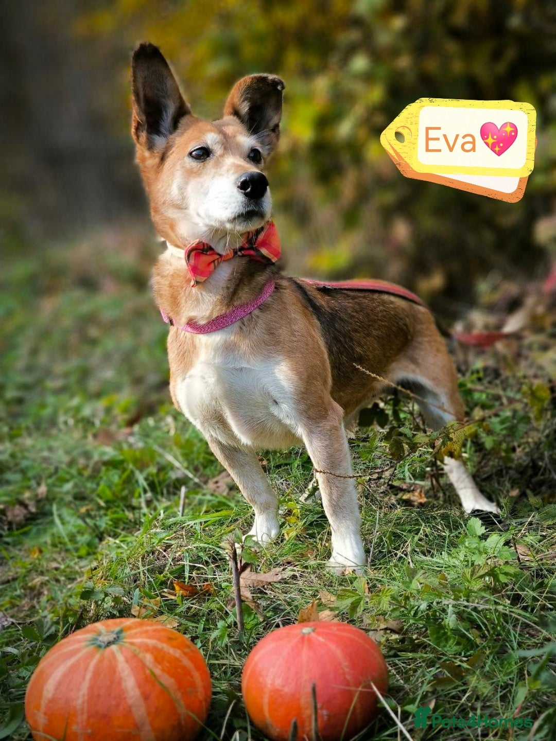 Mixed Breed dogs for adoption: 💖🐶 EVA 🐶💖 - Image 21