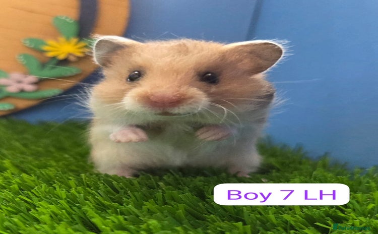 Hamster rodents - Advert 2