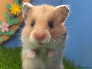 Hamster rodents - Advert 3