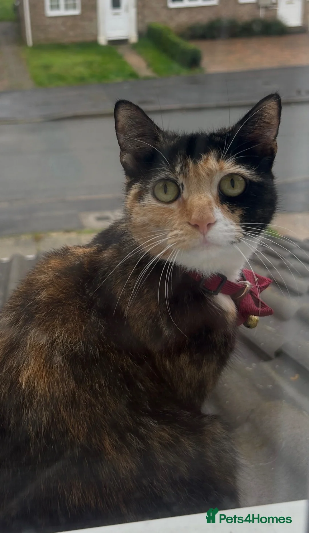 Mixed Breed cats for sale: Beautiful Kittens for forever homes  - Advert 11