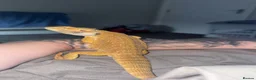 Bearded Dragon reptiles for sale: Bearded dragon in Halifax - Advert 3