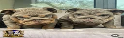 English Bulldog dogs for stud: Gallardo the proven stud full suit lilac and tan in Rochdale - Advert 7
