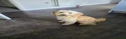 Mixed Breed dogs for sale: Gorgeous puppy for sale. Mixed bread cockapoochon - Advert 5