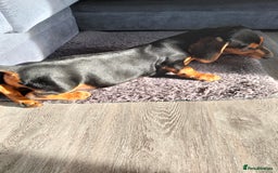 Dachshund dogs for sale: 💜 1st and 2nd jabs, ready to leave. 🐕 - Image 11