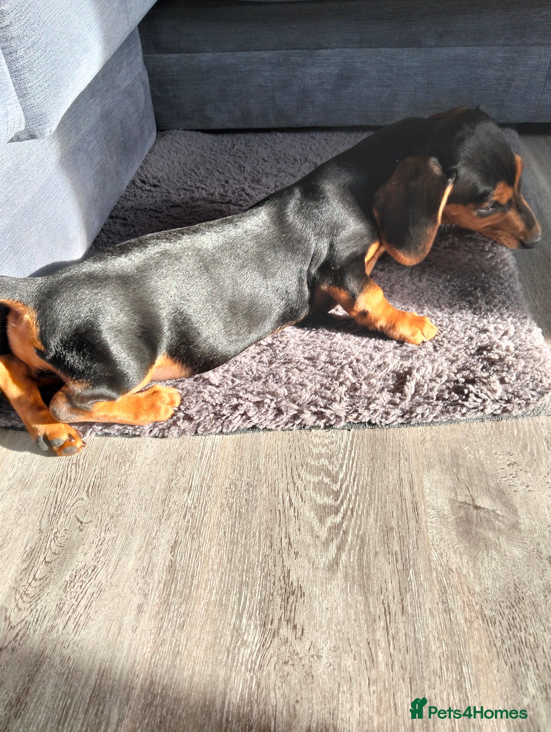 Dachshund dogs for sale: 💜 1st and 2nd jabs, ready to leave. 🐕 - Image 11