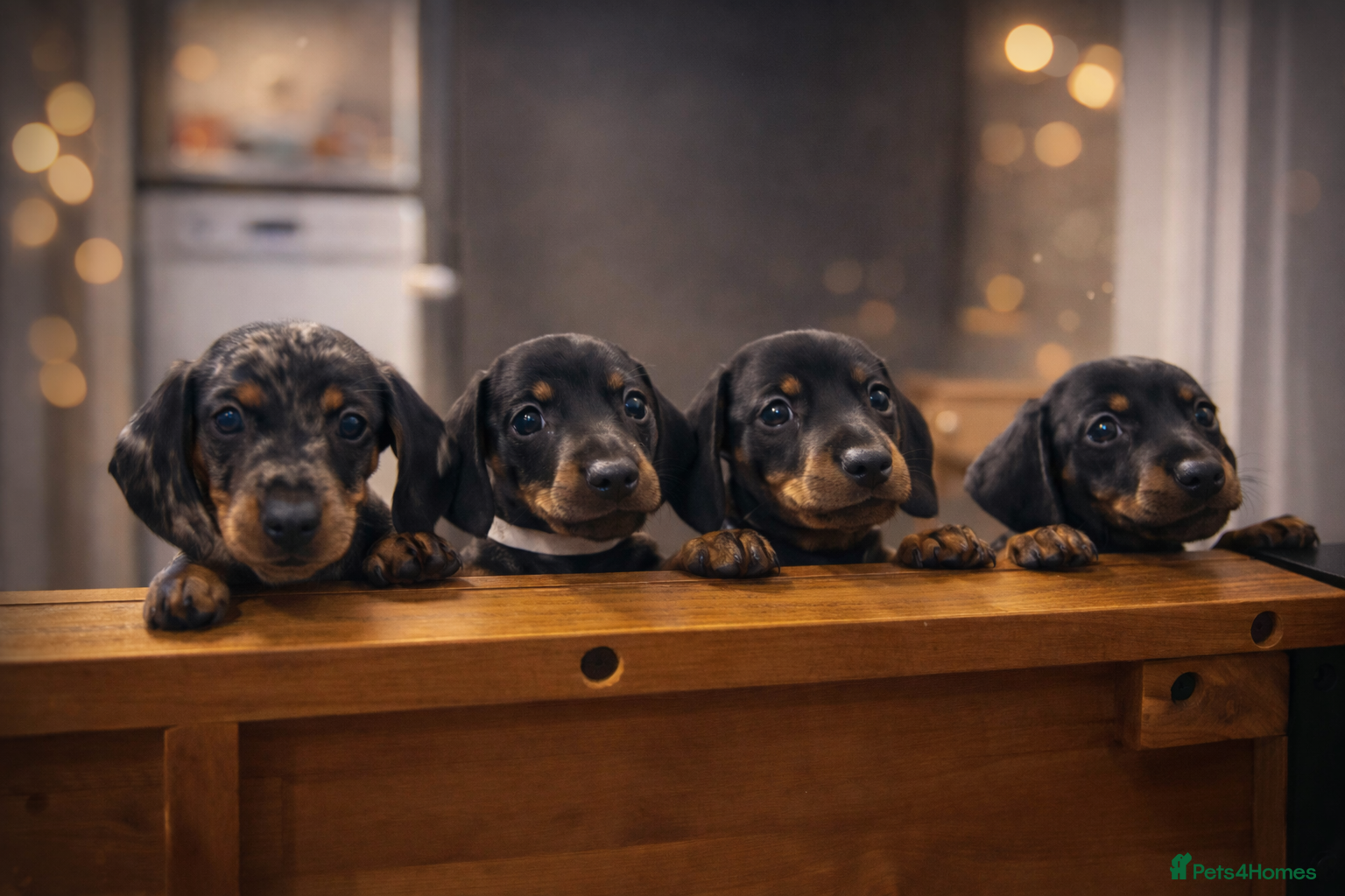 Dachshund dogs Beautiful Mini/Standard Dachshund Puppies – Ready  - Advert 2
