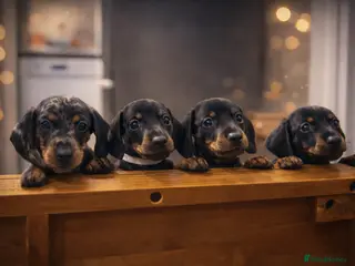 Dachshund dogs Beautiful Mini/Standard Dachshund Puppies – Ready - Advert 2