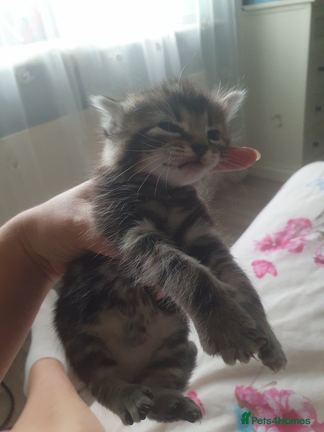 Mixed Breed cats for sale: Miss sijanda  - Image 16