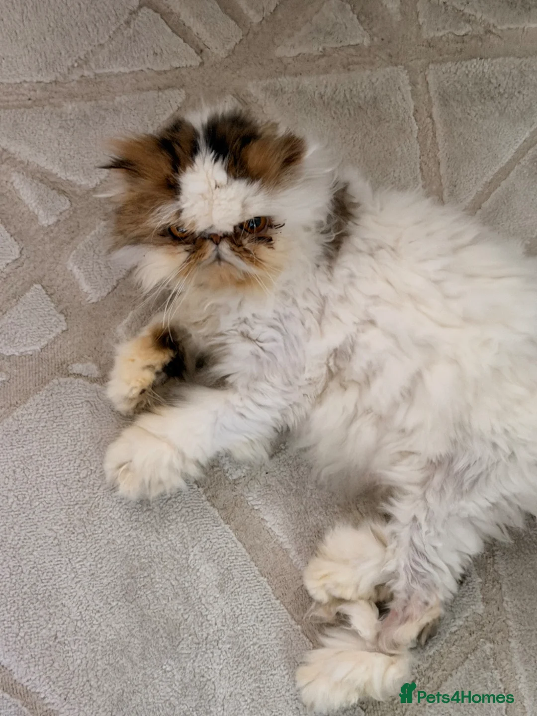 Persian cats for sale: Gccf registered Persian  - Advert 7