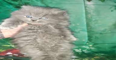 British Shorthair cats - Advert 8