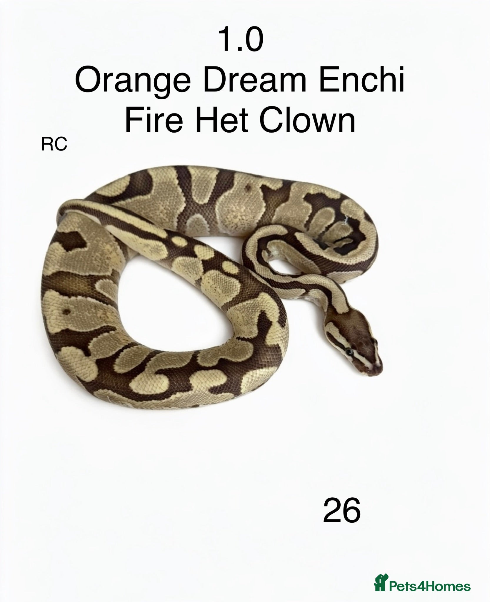 Python Snake reptiles Various royal pythons for sale - Advert 2
