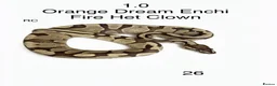 Python Snake reptiles for sale: Various royal pythons for sale - Advert 8
