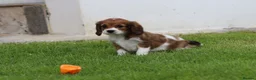 Cavapoo dogs for sale: Beautiful Cavapoo puppies for sale - Advert 13