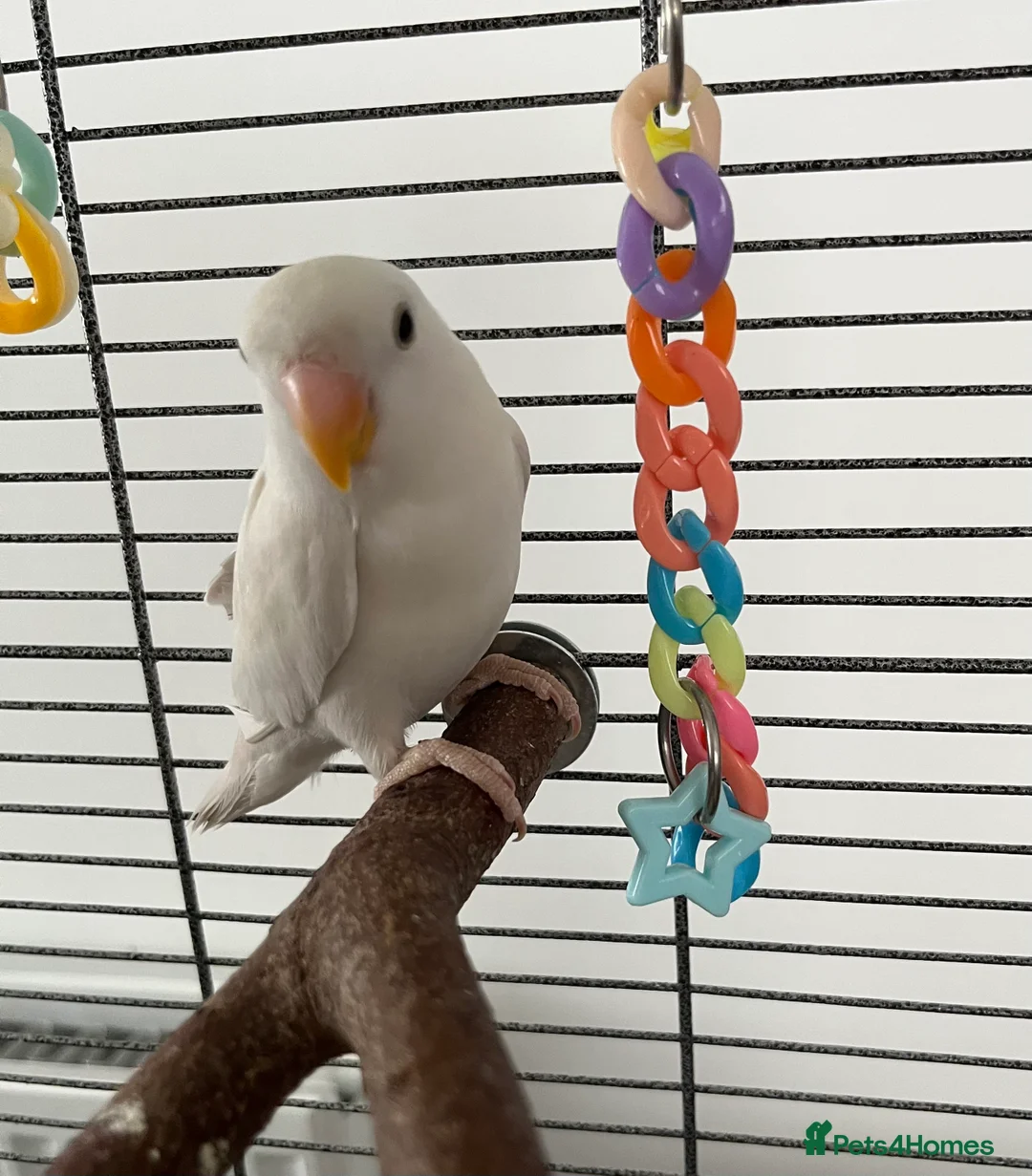 Lovebirds birds for sale: Hand reared love bird  - Advert 4