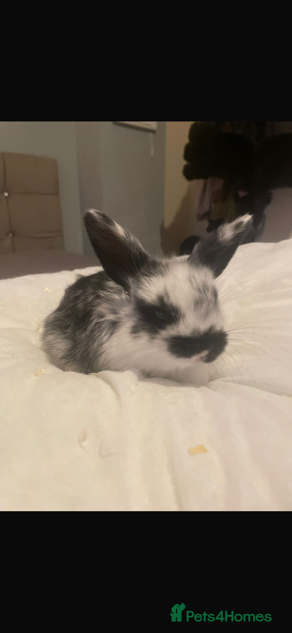 Mini Lop rabbits Baby mini lops  - Advert 2