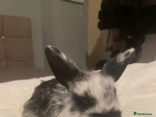 Mini Lop rabbits Baby mini lops - Advert 4