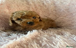 Toy Poodle dogs for sale: Beautiful Toy Poodles  - Image 14