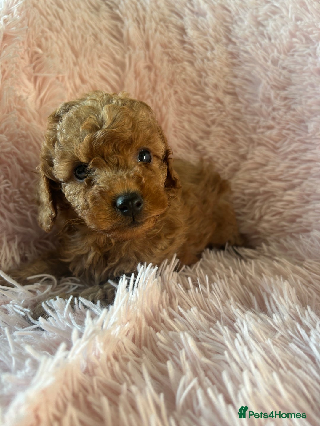 Toy Poodle dogs for sale: Beautiful Toy Poodles  - Image 14