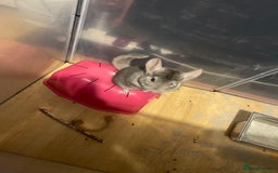Chinchilla rodents for sale: Chinchilla for sale  - Image 2