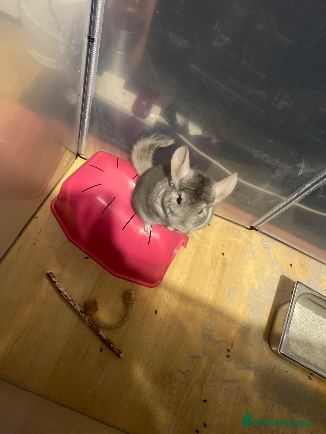 Chinchilla rodents for sale: Chinchilla for sale  - Advert 3