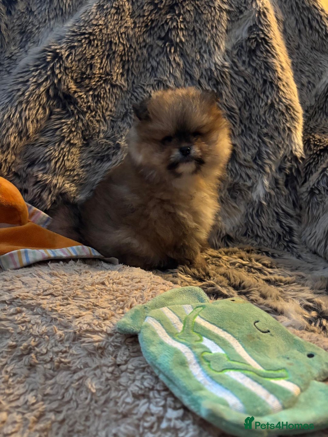 Pomchi dogs for sale: Adorable Pomchi Boy Available Now. - Image 5