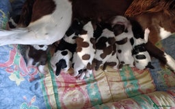 English Springer Spaniel dogs for sale: Working bred KC English Springer Spaniels puppies  - Image 36
