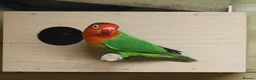 Lovebirds birds for sale: Bonded pair of lovebirds  in Tamworth - Advert 3