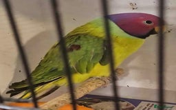 Parakeets birds for sale: Male Plum Headed Parakeet - Image 1