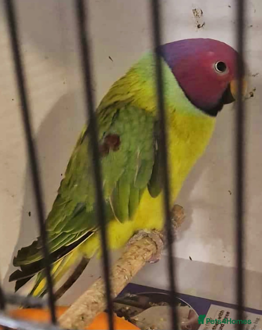 Parakeets birds for sale: Male Plum Headed Parakeet - Image 1