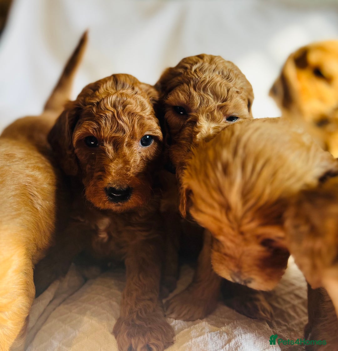 Mixed Breed dogs for sale: Australian Labradoodle Double Doodle puppies in Glastonbury - Image 2