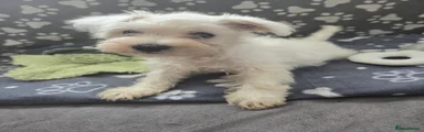 Miniature Schnauzer Puppy 7