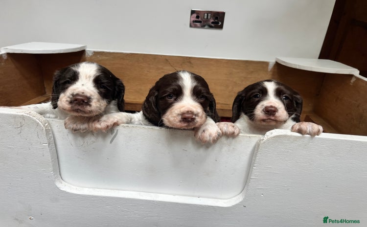 English Springer Spaniel dogs - Advert 3