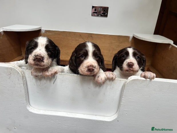 English Springer Spaniel dogs - Advert 9