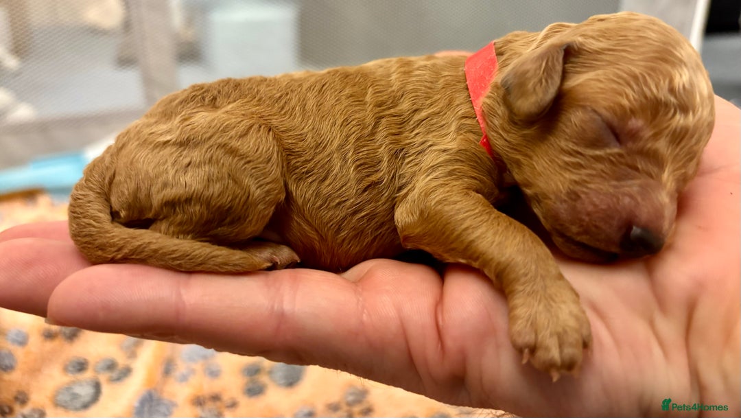 Miniature Poodle dogs for sale: **All Reserved** Stunning Deep Red Mini Poodle - Advert 25