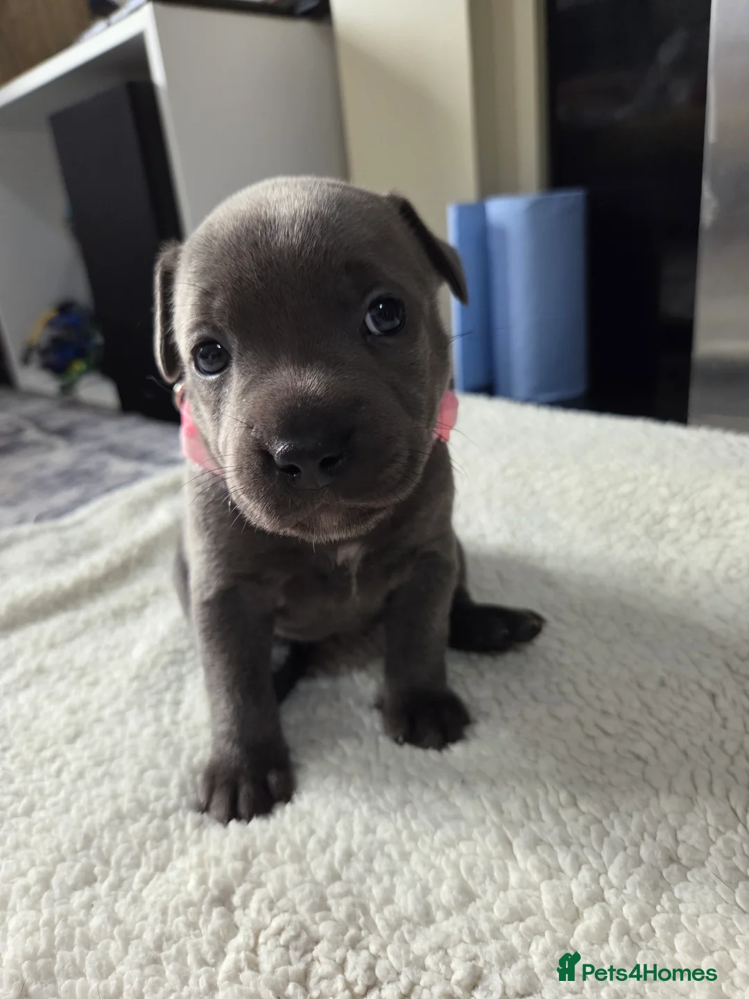 Staffordshire Bull Terrier dogs for sale: Staffordshire bull terrier blue-white - Advert 18