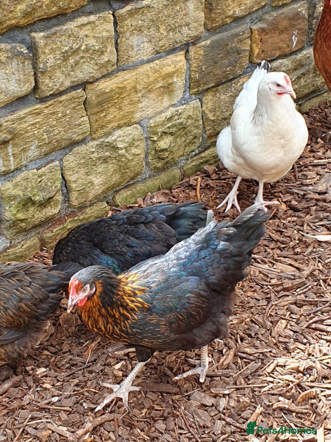 Chickens poultry for sale: Chickens for sale  - Advert 10