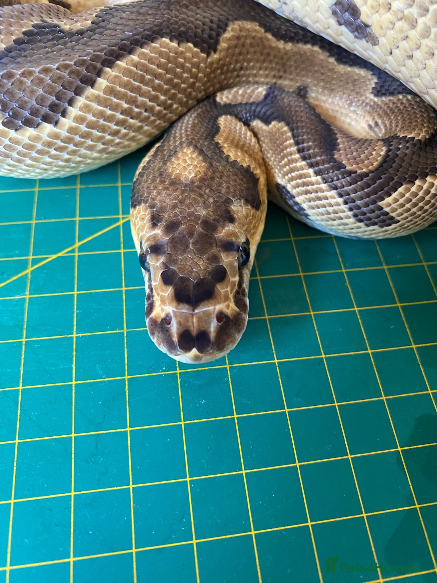 Python Snake reptiles Male clown royal python poss het albino  - Advert 1